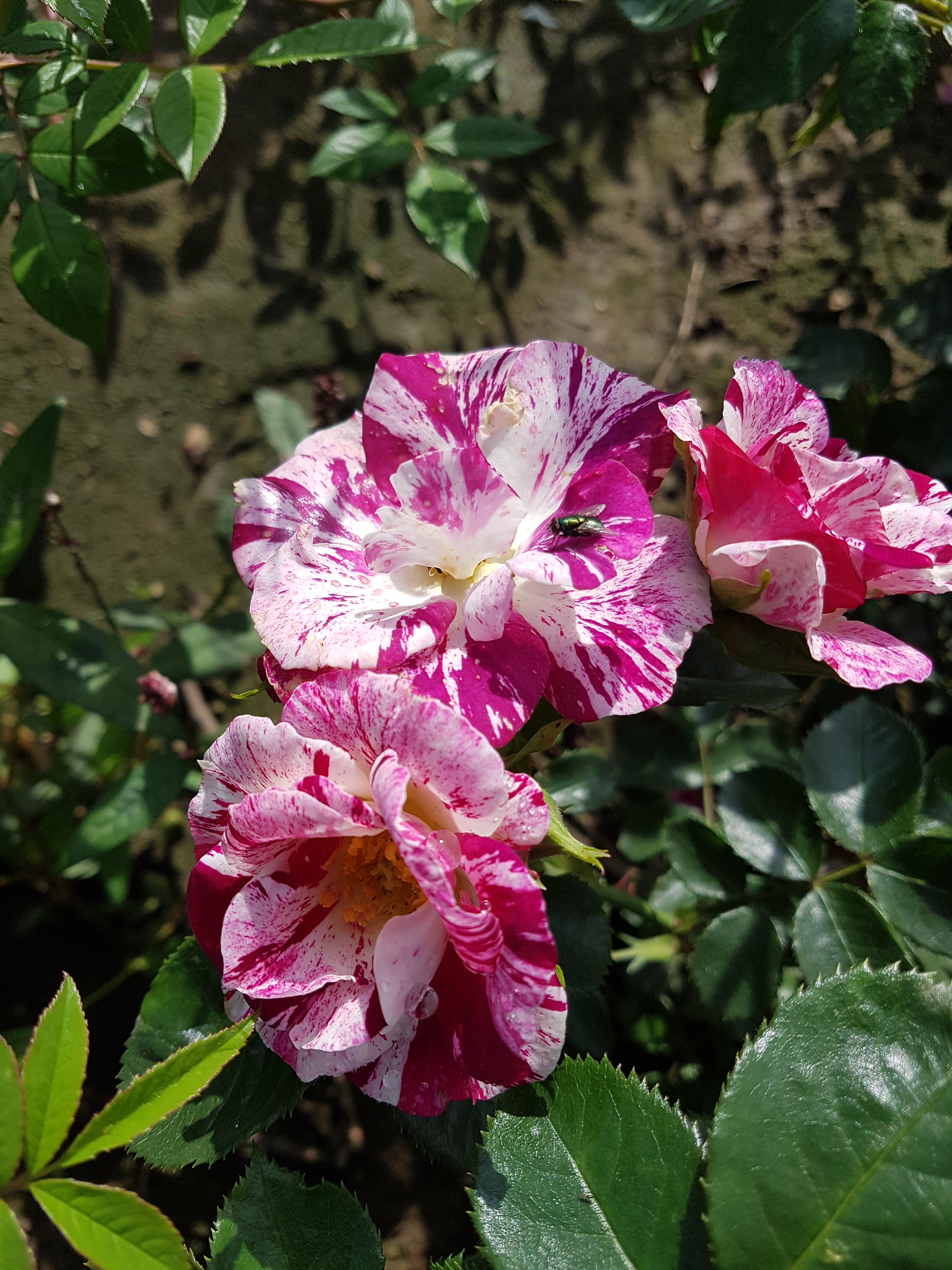 Rosarot Pflanzenversand Purple Splash Kletterrose